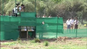 Kuno's 'Rockstar' Cheetah Gaurav Dies | CLAT GK