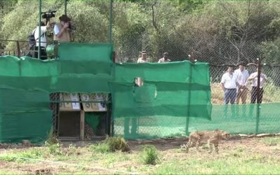 A cheetah steps out of a release enclosure at Kuno National Park as officials watch