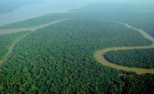 Amazon Deforestation Hits Record Low: 3,335 sq km, Down 42%