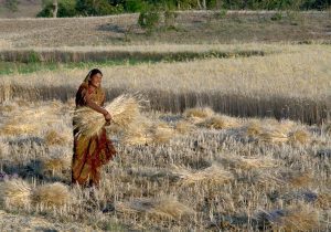 Cabinet Hikes Wheat Rabi MSP to ₹2,610/Quintal for 2027-28 | CLAT 2027