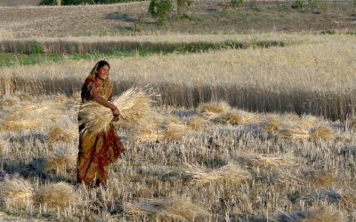 Woman harvesting wheat in Madhya Pradesh India