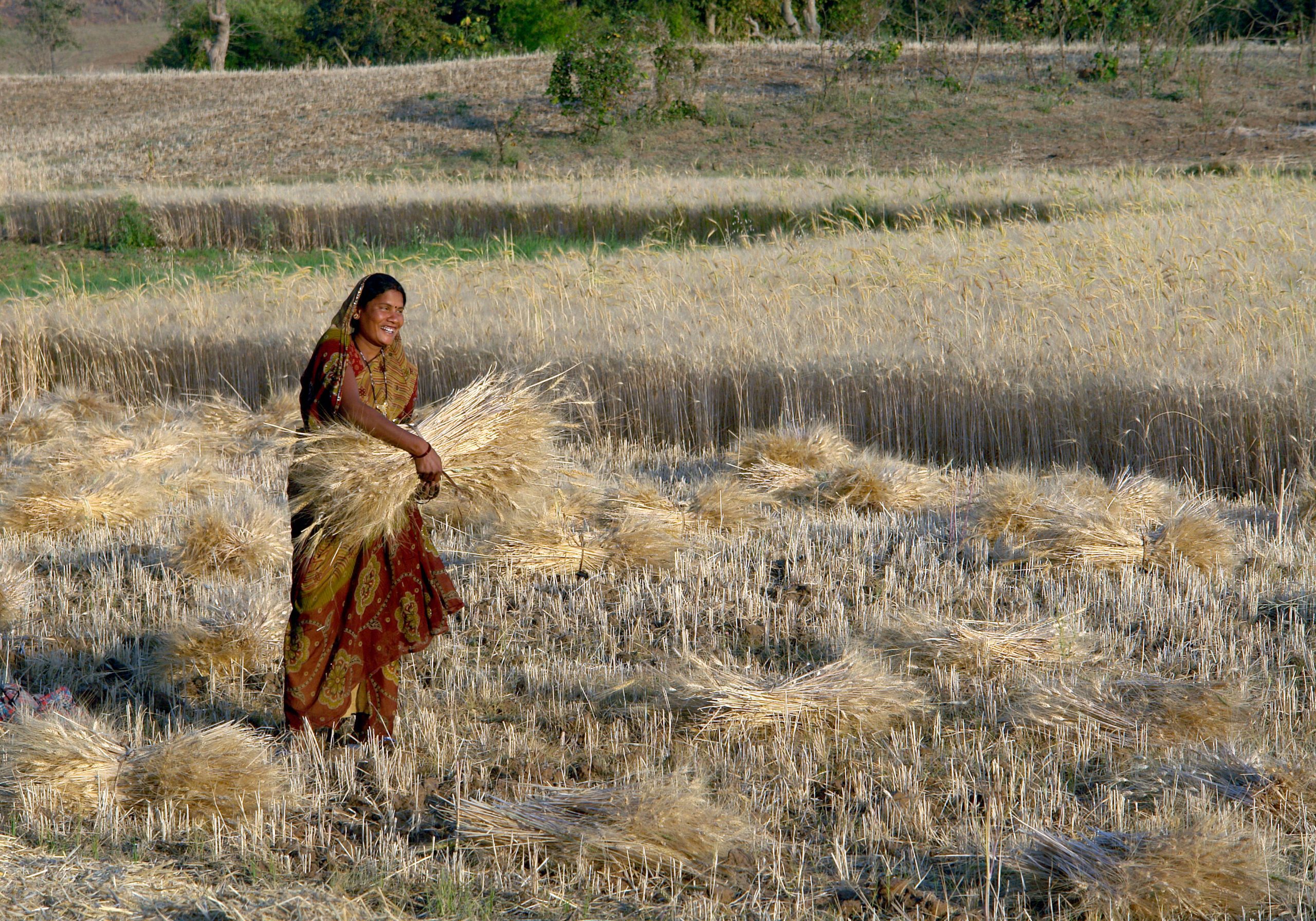 Woman harvesting wheat in Madhya Pradesh India