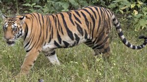 IBCA Gets New HQ in New Delhi: 7 Big Cats | CLAT GK