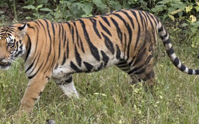 A Bengal tiger walking through grass, one of the seven big cats covered by the International Big Cat Alliance