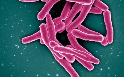 Colourised scanning electron micrograph of Mycobacterium tuberculosis bacteria, the cause of TB