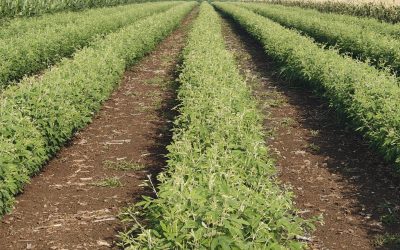 Rows of pigeon pea (tur) plants growing in a field in Andhra Pradesh