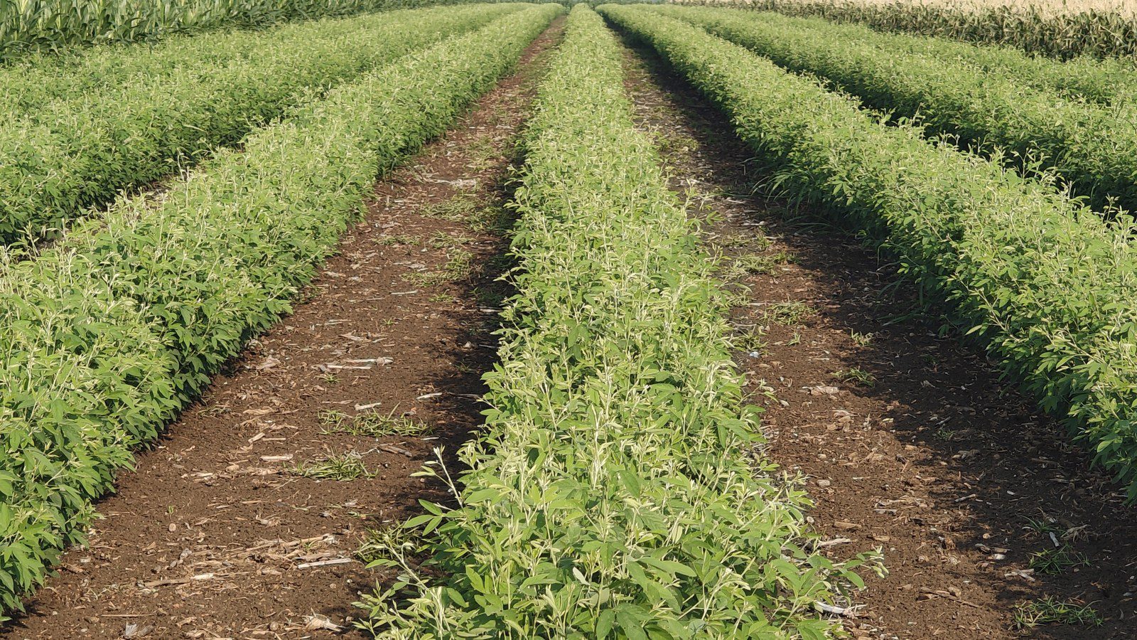 Rows of pigeon pea (tur) plants growing in a field in Andhra Pradesh