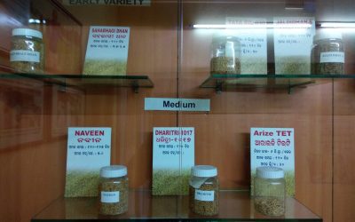 Jars of different rice seed varieties displayed on labelled glass shelves