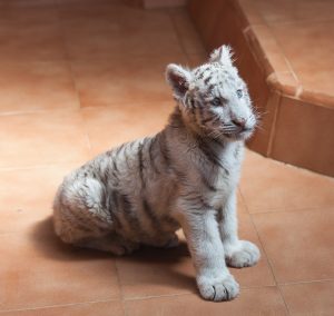 Wildlife Week 2026 and Bengal's Tiger Reintroduction Debate | CLAT 2027
