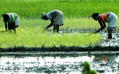 Women transplanting rice seedlings in a flooded paddy field