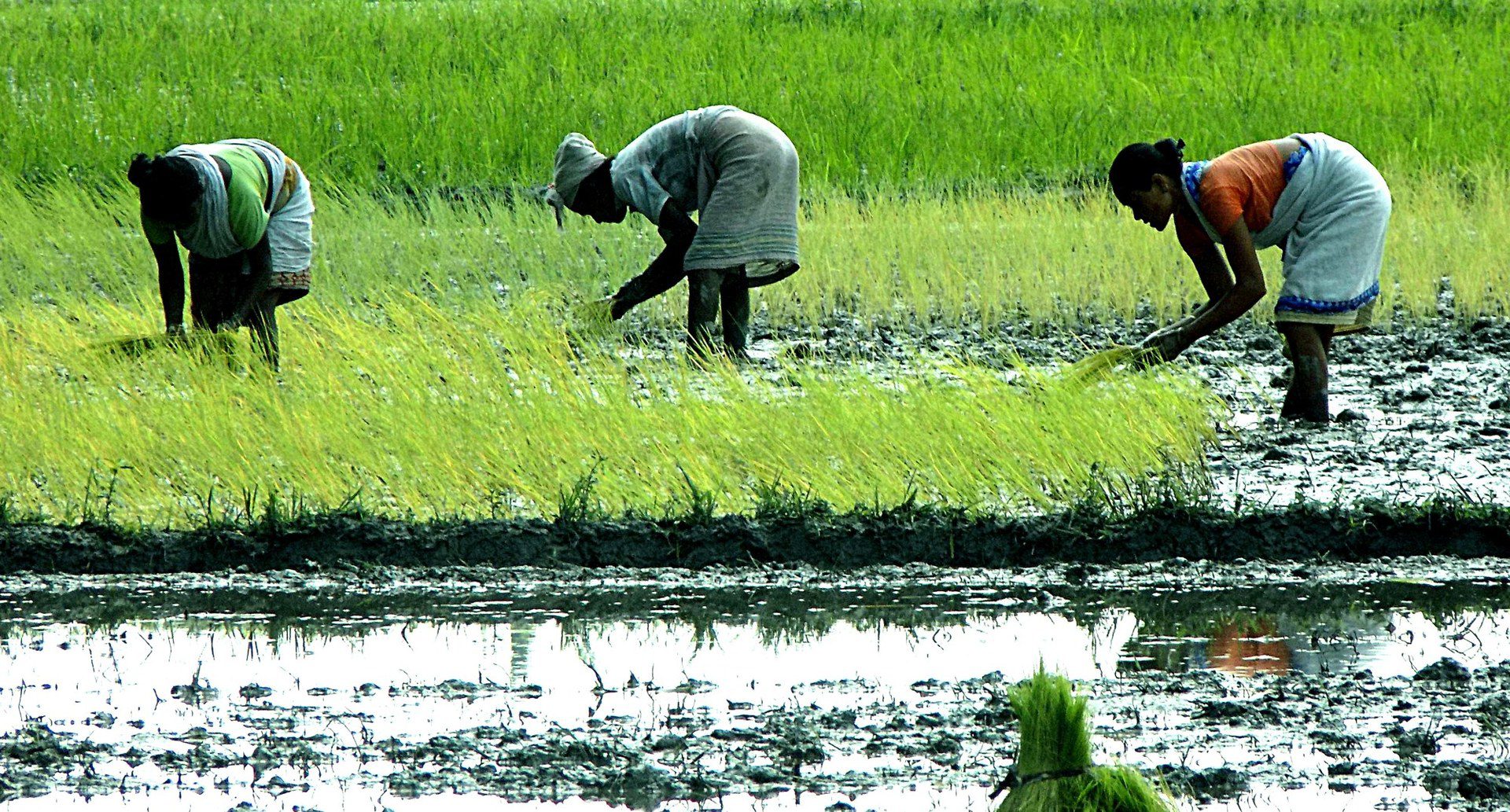 Women transplanting rice seedlings in a flooded paddy field