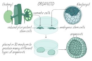 Stanford Transplants Human Brain Organoid Into Mice | CLAT 2027