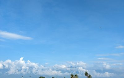 Green paddy field under open sky