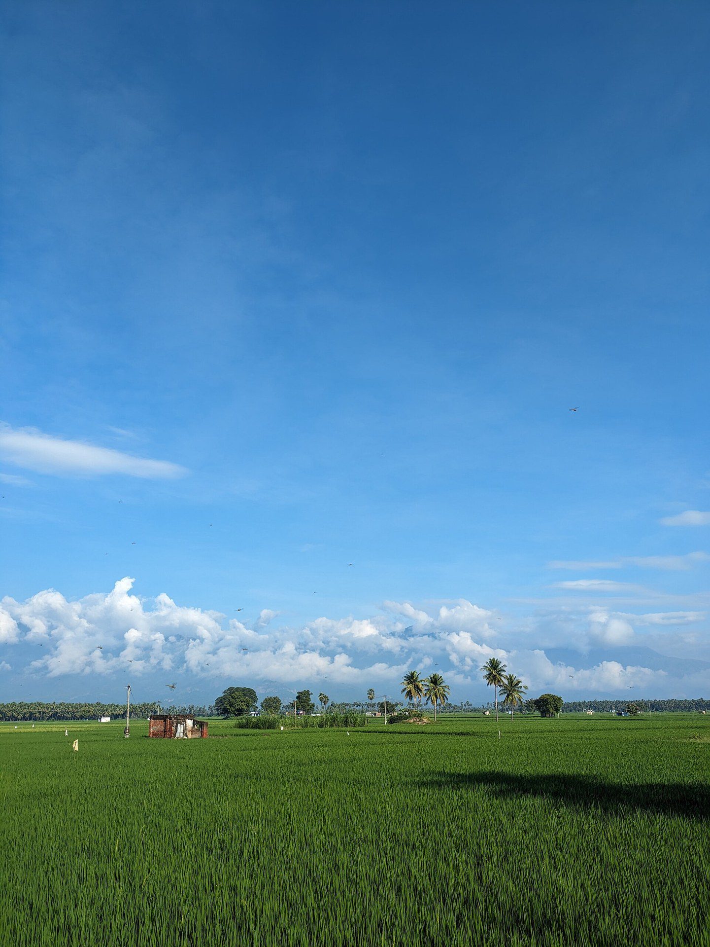 Green paddy field under open sky
